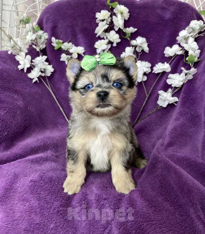 Собаки в Москве: Йорк с двумя синими глазами мальчик мерле Мальчик, 120 000 руб. - фото 8
