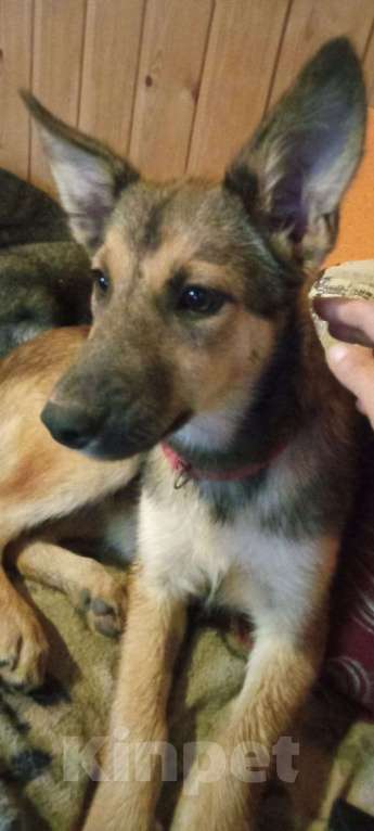 Собаки в Москве: Щенок Леся в добрые руки. Девочка, Бесплатно - фото 2