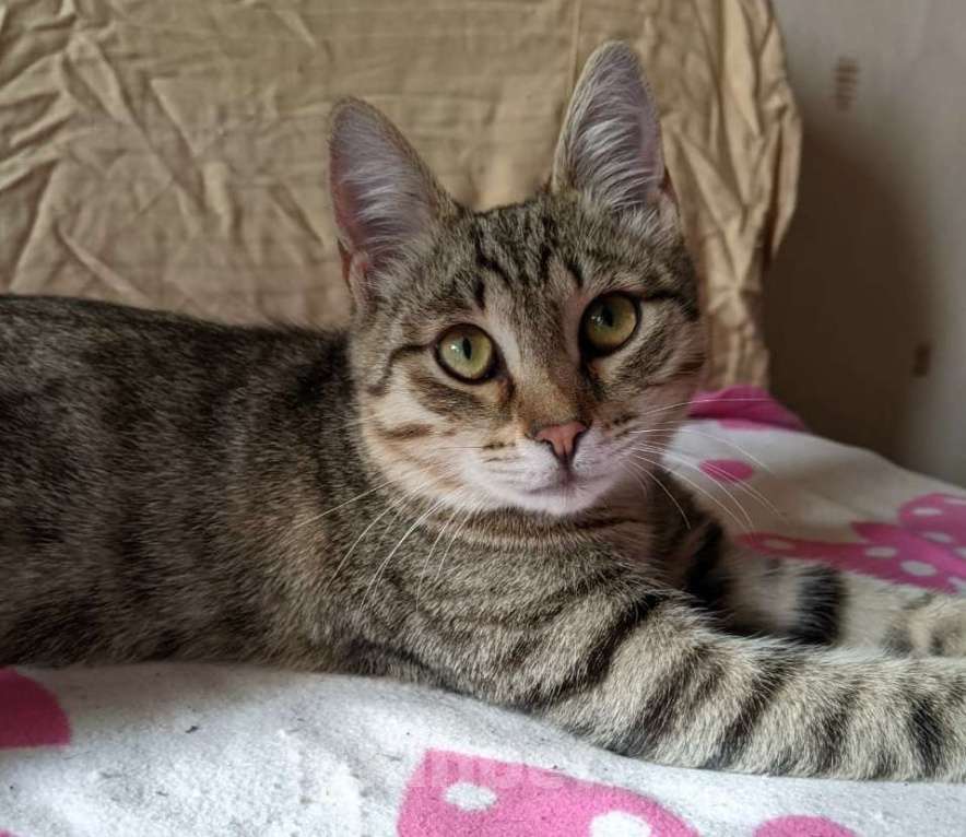 Кошки в Москве: Полосатик в дар Мальчик, Бесплатно - фото 5