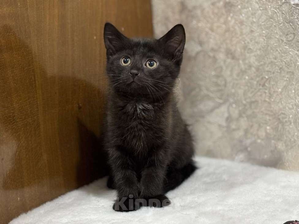 Кошки в Москве: Котята мальчики Юки и Проша в добрые руки! Мальчик, Бесплатно - фото 3