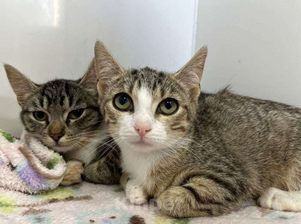 Кошки в Москве: Котята девочки в добрые руки Девочка, Бесплатно - фото 2