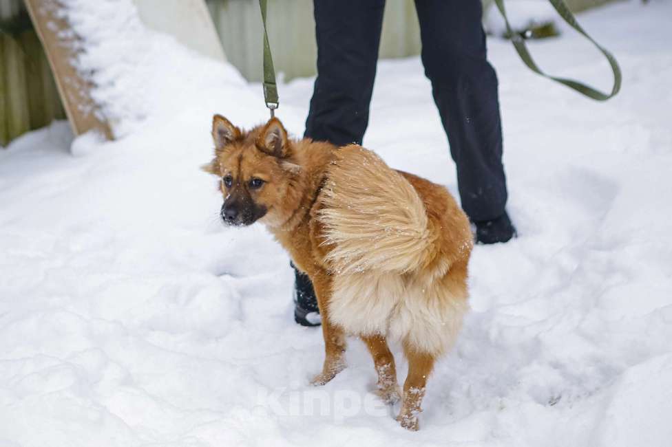 Собаки в Санкт-Петербурге: Отдам собаку бесплатно  Девочка, Бесплатно - фото 7