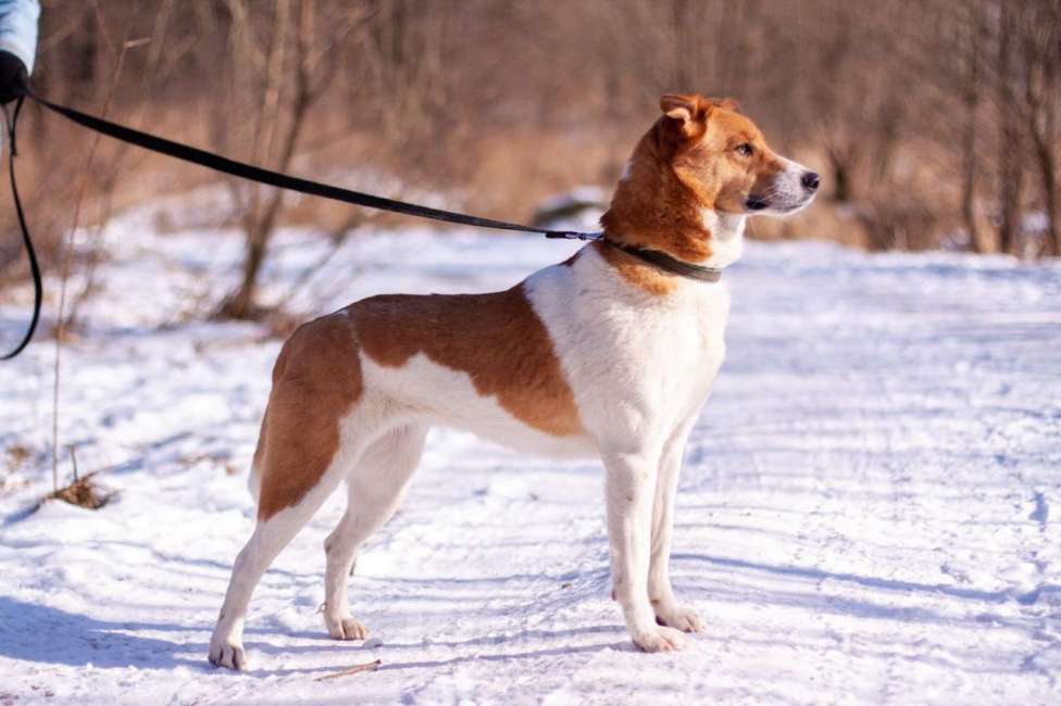 Собаки в Балашихе: Мэгги — харизматичная и умная собачка! Девочка, Бесплатно - фото 1