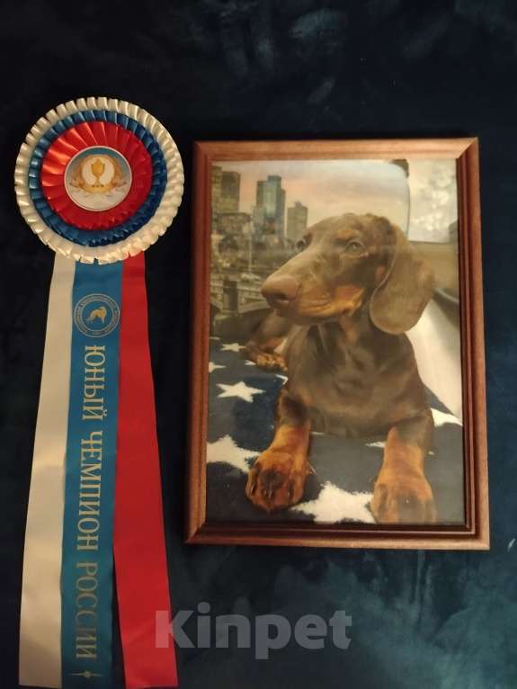 Собаки в Санкт-Петербурге: Вязка такса - юного чемпиона России, РКФ Мальчик, Бесплатно - фото 2