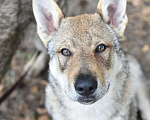 Собаки в Москве: Чехословацкий влчак. Девочка, 100 000 руб. - фото 5