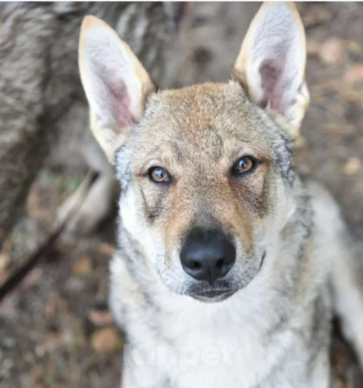 Собаки в Москве: Чехословацкий влчак. Девочка, 100 000 руб. - фото 5