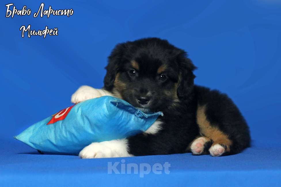 Собаки в Рязани: Ще́нки мини ауси Разнополые, 60 000 руб. - фото 3