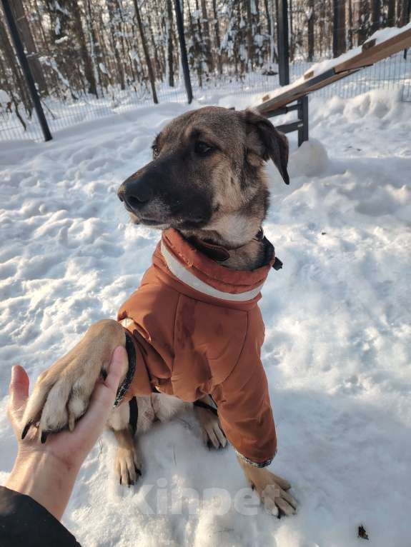 Собаки в Балашихе: Ласковая молодая собака в добрые руки. Москва и МО Девочка, Бесплатно - фото 7
