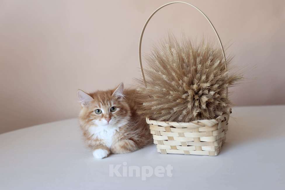 Кошки в Серпухове: Фуксия Русские Цветы Курильский Бобтейл Девочка, 50 000 руб. - фото 1