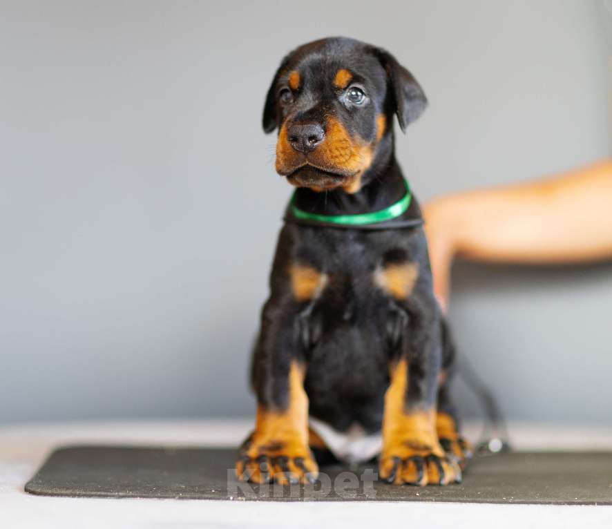 Собаки в Москве: Щенки добермана Мальчик, 110 000 руб. - фото 8