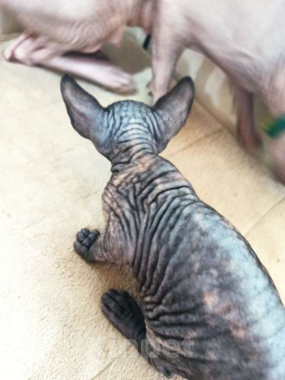 Кошки в Самаре: котенок канадский сфинкс Разнополые, Бесплатно - фото 4