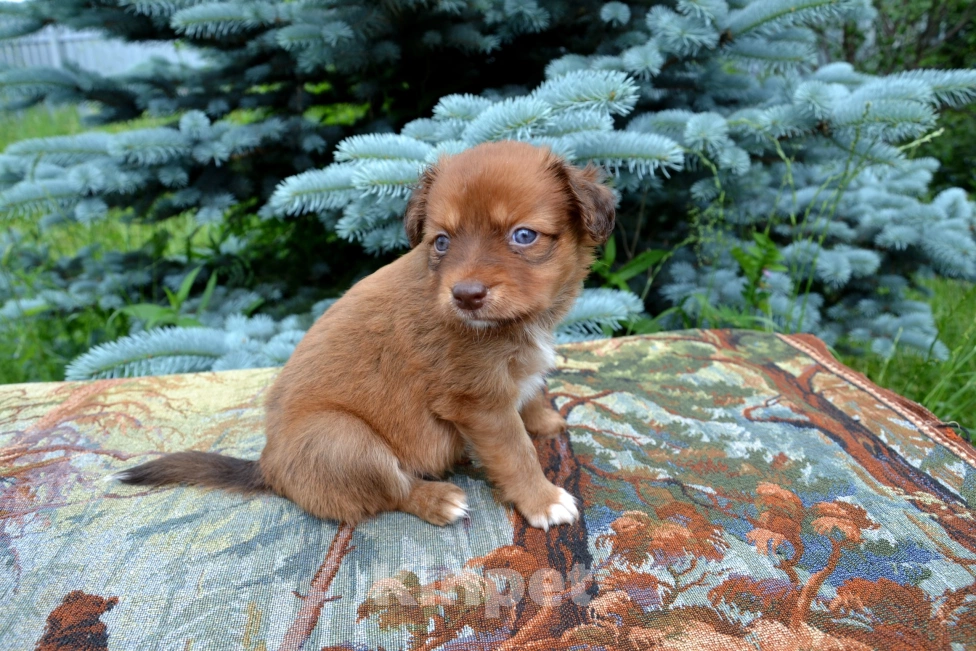 Собаки в Москве: Щенок мальчик ксоло медио в шерсти  Мальчик, 10 000 руб. - фото 4