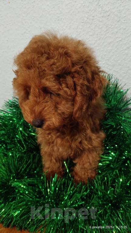 Собаки в Мытищах: Миниатюрный пудель Анто Мальчик, 75 000 руб. - фото 3