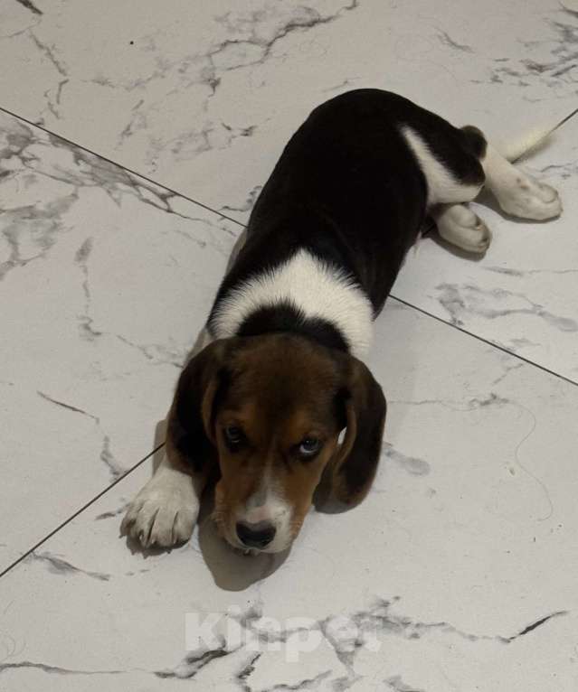 Собаки в Ростове-на-Дону: Продаю щенка порода Бигль Мальчик, 15 000 руб. - фото 3