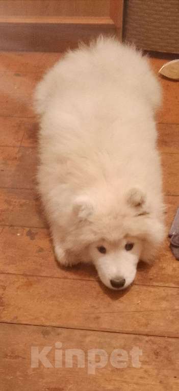 Собаки в Оренбурге: Мальчик самоед Мальчик, 20 000 руб. - фото 1