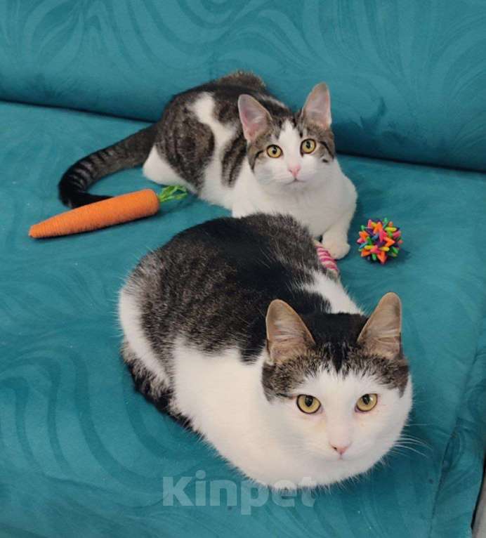 Кошки в Мурином: Ищем дом для умной, любознательной и невероятно живой кошечки! Девочка, Бесплатно - фото 3