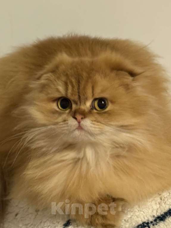 Кошки в Люберцах: Котята Девочка, Бесплатно - фото 1