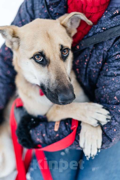 Собаки в Москве: Самая вежливая собака - Герда ищет дом Девочка, Бесплатно - фото 4