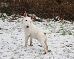 Собаки в других городах Московской области: Миниатюрный бультерьер Мальчик, Бесплатно - фото 3