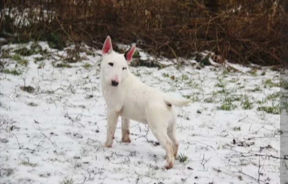 Собаки в других городах Московской области: Миниатюрный бультерьер Мальчик, Бесплатно - фото 3