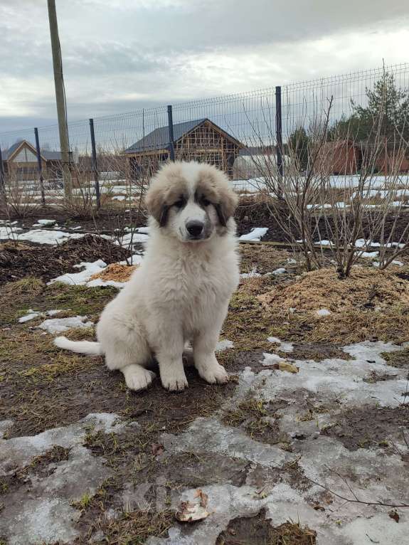 Собаки в других городах Ленинградской области: Пиренейская горная собака плановые щенки Мальчик, 70 000 руб. - фото 2