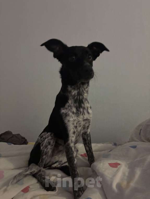 Собаки в Екатеринбурге: Отдадим собачку в хорошие руки! Девочка, Бесплатно - фото 2