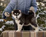 Собаки в Перми: Аляскинский маламут, щенки Девочка, 20 000 руб. - фото 3