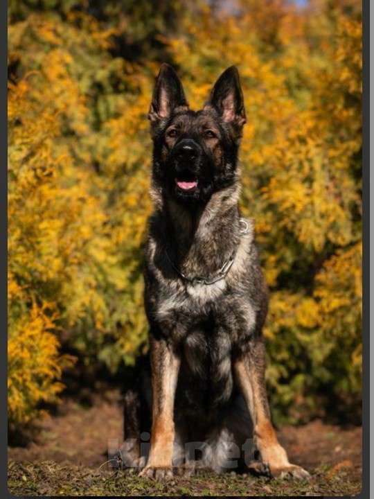 Собаки в Армавире: Щенок немецкой овчарки рабочего разведения  Мальчик, 25 000 руб. - фото 2