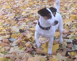 Собаки в Электростали: Вязка Джек Рассел терьер, 5 руб. - фото 2