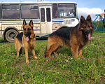 Собаки в Чехове: Черные и чепрачные кобели для вязки, Бесплатно - фото 4