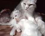 Кошки в Островной: Крупные ушастые котята, 10 руб. - фото 4