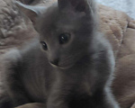Кошки в Лукоянове: Котёнок Петерболда, 1 500 руб. - фото 3