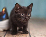 Кошки в Москве: Черный ласковый котенок Агат ищет дом Мальчик, Бесплатно - фото 5