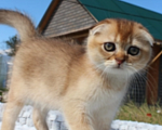 Кошки в Новочебоксарске: Вислоухий котик  Мальчик, Бесплатно - фото 5