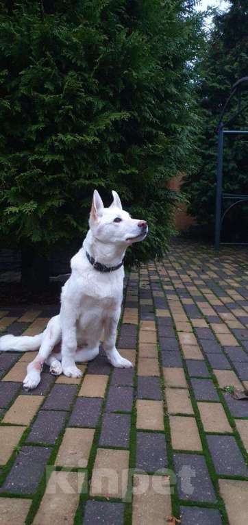 Собаки в других городах Московской области: Якутята из ппбж Друг  Мальчик, Бесплатно - фото 1