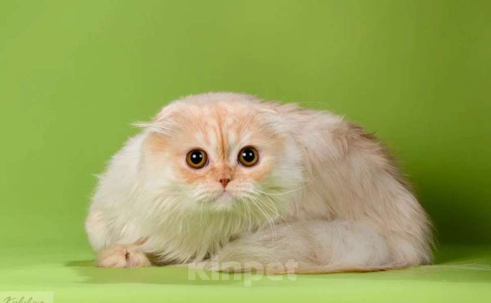 Кошки в Москве: Шотландский  персиковый мальчик Лука Мальчик, 20 000 руб. - фото 1