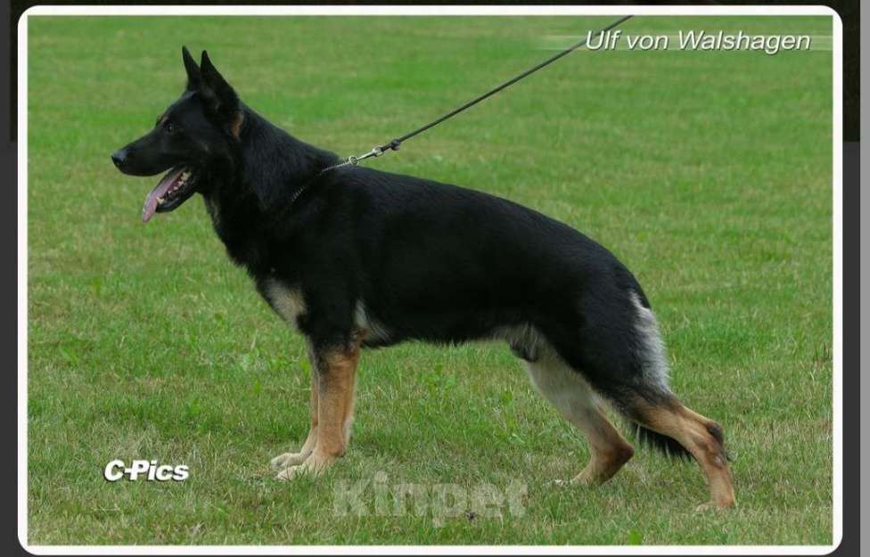 Собаки в Армавире: Щенок немецкой овчарки рабочего разведения  Мальчик, 25 000 руб. - фото 5