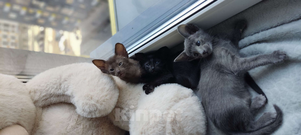 Кошки в Москве: Ориентальная девочка Девочка, 65 000 руб. - фото 6