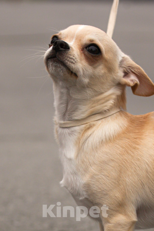 Собаки в Москве: Чихуа кобель короткошерстный  Мальчик, 90 000 руб. - фото 6