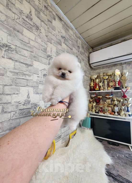 Собаки в Москве: Миниатюрная девочка померанского шпица питомник РКФ Девочка, Бесплатно - фото 2