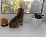 Кошки в Москве: Шотландский вислоухий короткошёрстный котёнок Девочка, 16 000 руб. - фото 8