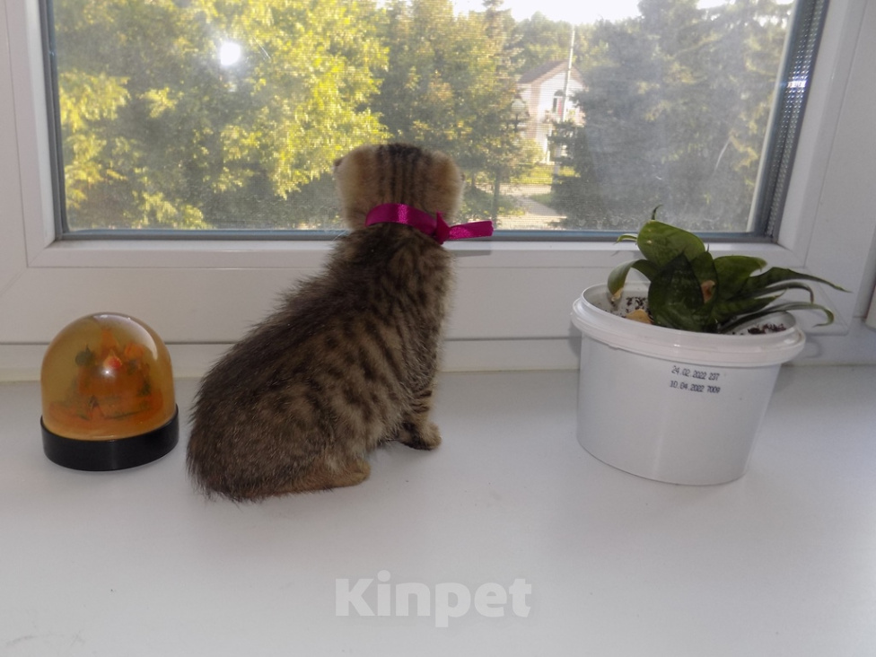 Кошки в Москве: Шотландский вислоухий короткошёрстный котёнок Девочка, 16 000 руб. - фото 8