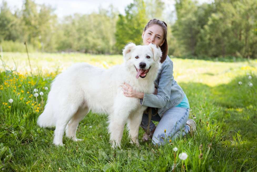 Собаки в Москве: Красивый ласковый парень в дар Мальчик, Бесплатно - фото 7