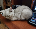 Кошки в Москве: Добрые руки Девочка, Бесплатно - фото 1