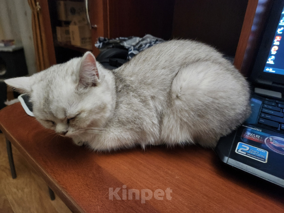Кошки в Москве: Добрые руки Девочка, Бесплатно - фото 1