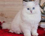 Кошки в Рыбинске: Британский голубоглазый мальчик -шиншилла Мальчик, 25 000 руб. - фото 1