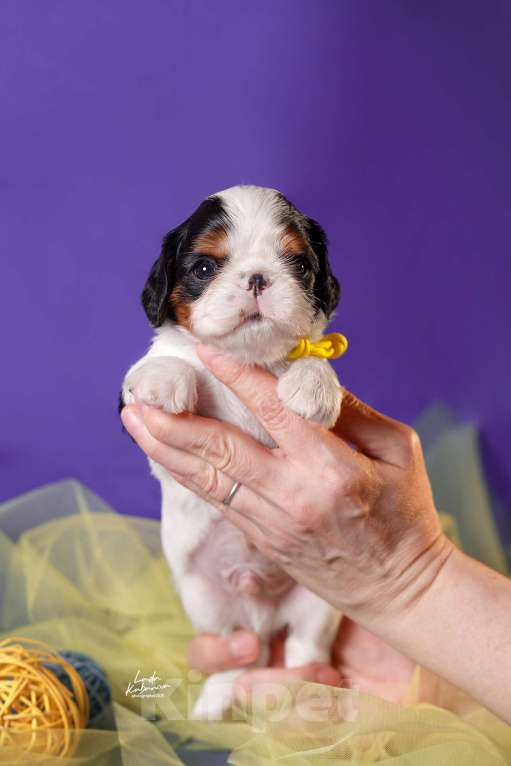 Собаки в Набережных Челнах: КИНГ ЧАРЛЬЗ СПАНИЕЛИ щенки Мальчик, 50 000 руб. - фото 5