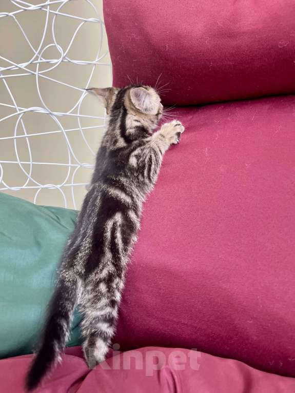 Кошки в других городах Московской области: Кошечка девочка шотландская (помесь) Девочка, 2 000 руб. - фото 4