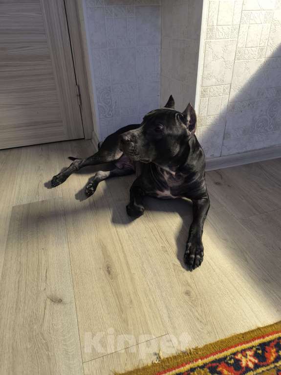 Собаки в Санкт-Петербурге: Питбуль Гром ищет дом! Мальчик, Бесплатно - фото 3