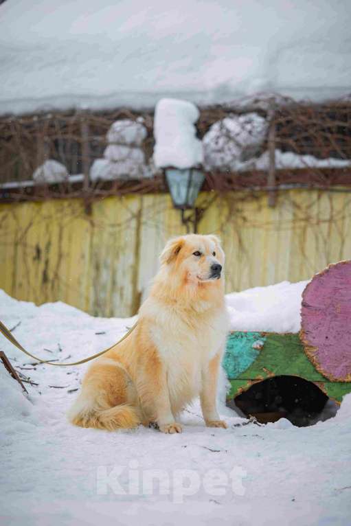 Собаки в Москве: Пушистая, добрая, красивая собака Уля в добрые руки Девочка, Бесплатно - фото 10